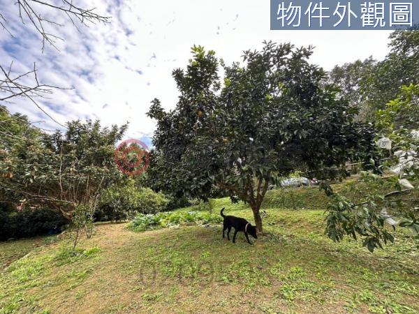 新竹竹東農地-0