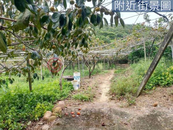 新竹新埔農地-1