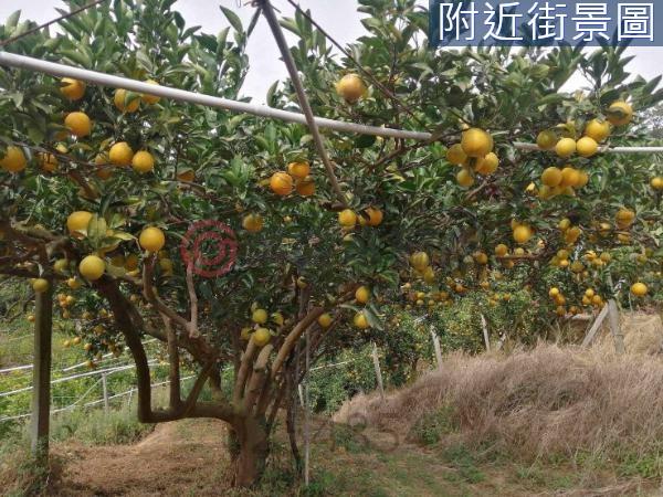 新竹新埔農地-4